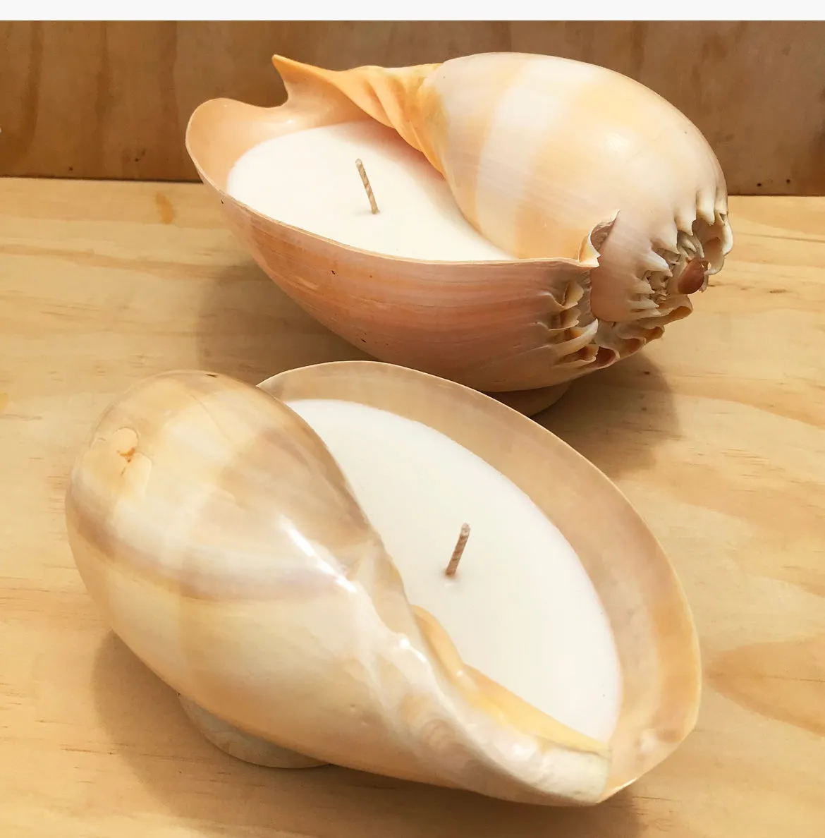 Hunter Gatherer Melo Shell Candle - Large